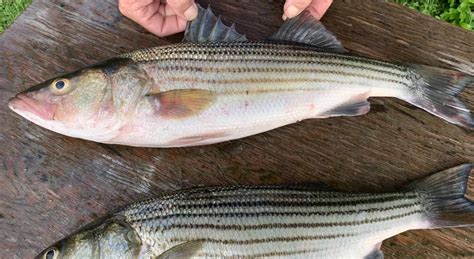 2024 striped bass regs approved .